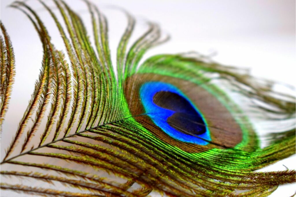 Peacock Feather-Inspired Wedding Decor